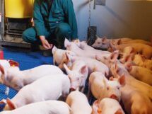 In de media: Varkensbedrijf